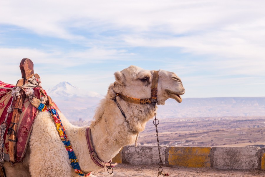 Quelles sont les meilleures activités à faire lors d'un safari dans le désert de Dubai ? Quelles sont les meilleures activités à faire lors d'un safari dans le désert de Dubai ?