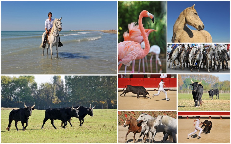 Visiter la camargue : 6 choses à faire en un week-end !