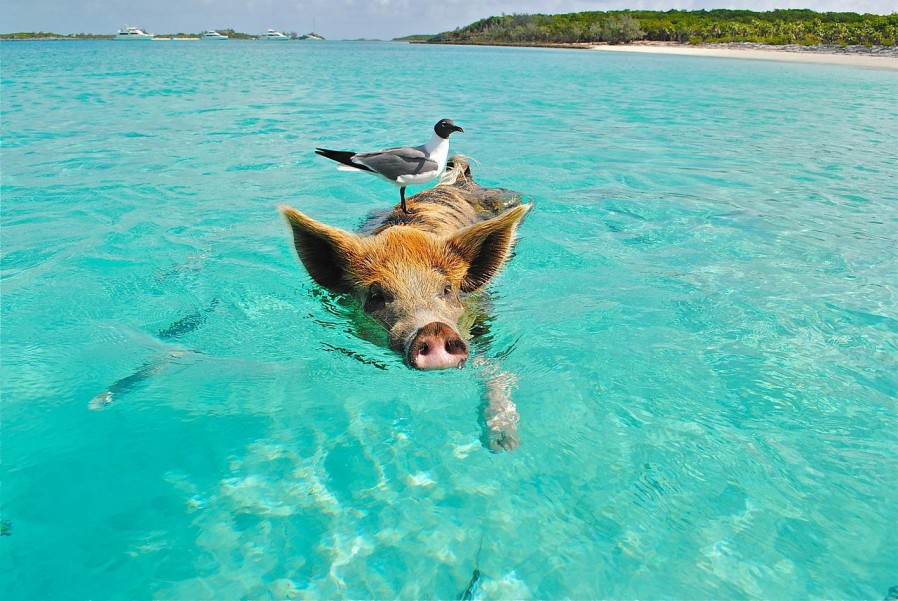 Voyage aux Bahamas : partir dans un décor de rêve !